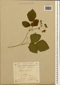 Rubus caesius L., Caucasus, Georgia (K4) (Georgia)