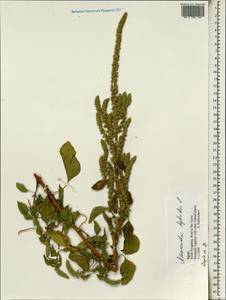 Amaranthus hybridus L., Africa (AFR) (Egypt)