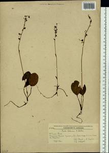 Pyrola dahurica (Andres) Kom., Siberia, Russian Far East (S6) (Russia)