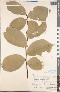 Ulmus glabra Huds., Eastern Europe, North Ukrainian region (E11) (Ukraine)