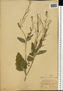 Brassica juncea (L.) Czern., Eastern Europe, Moscow region (E4a) (Russia)