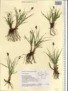 Carex leporina L., Eastern Europe, Central region (E4) (Russia)