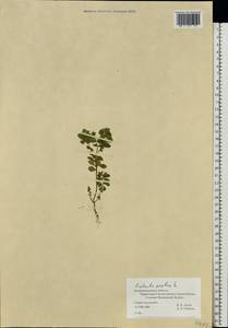 Euphorbia peplus L., Eastern Europe, North-Western region (E2) (Russia)