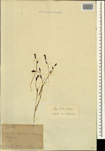 Carex tristis M.Bieb., Caucasus, Georgia (K4) (Georgia)