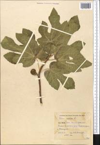 Ficus carica, Middle Asia, Pamir & Pamiro-Alai (M2) (Uzbekistan)