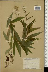 Lactuca sibirica (L.) Maxim., Eastern Europe, Eastern region (E10) (Russia)