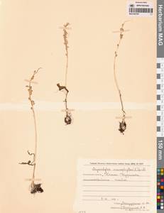 Malaxis monophyllos (L.) Sw., Siberia, Russian Far East (S6) (Russia)