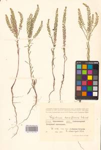 Lepidium densiflorum Schrad., Eastern Europe, Central forest-and-steppe region (E6) (Russia)