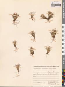Trichophorum uniflorum (Trautv.) Malyschev & Lukitsch., Siberia, Chukotka & Kamchatka (S7) (Russia)