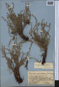 Polygonum thymifolium Jaub. & Spach, Middle Asia, Western Tian Shan & Karatau (M3) (Kazakhstan)