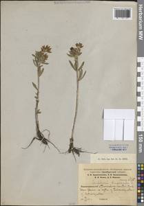 Trifolium lupinaster L., Eastern Europe, Eastern region (E10) (Russia)