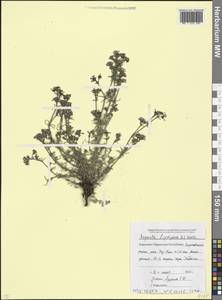 Cynanchica lipskyana (V.I.Krecz.) P.Caputo & Del Guacchio, Caucasus, Stavropol Krai, Karachay-Cherkessia & Kabardino-Balkaria (K1b) (Russia)