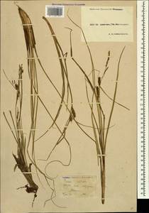 Carex rostrata Stokes, Caucasus, Krasnodar Krai & Adygea (K1a) (Russia)