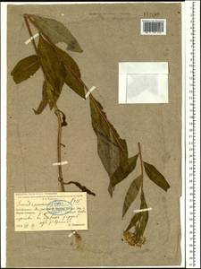 Senecio nemorensis L., Siberia, Baikal & Transbaikal region (S4) (Russia)