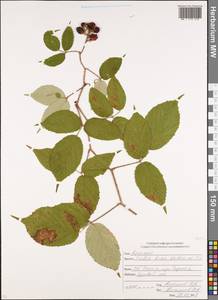 Rubus hirtus Waldst. & Kit., Caucasus, North Ossetia, Ingushetia & Chechnya (K1c) (Russia)