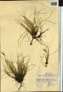 Carex ramenskii Kom., Siberia, Chukotka & Kamchatka (S7) (Russia)