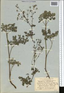 Thalictrum foetidum L., Middle Asia, Northern & Central Tian Shan (M4) (Kyrgyzstan)