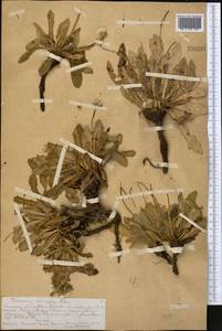 Taraxacum kok-saghyz Rodin, Middle Asia, Northern & Central Tian Shan (M4) (Kazakhstan)