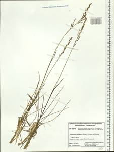 Dupontia fisheri R.Br., Siberia, Central Siberia (S3) (Russia)