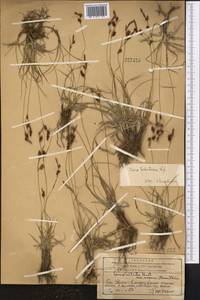 Carex turkestanica Regel, Middle Asia, Western Tian Shan & Karatau (M3) (Kazakhstan)