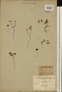Vaccinium vitis-idaea L., Eastern Europe, Northern region (E1) (Russia)