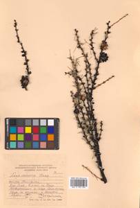 Larix gmelinii var. japonica (Maxim. ex Regel) Pilg., Siberia, Chukotka & Kamchatka (S7) (Russia)