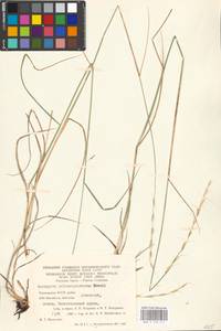 Elymus reflexiaristatus (Nevski) Melderis, Eastern Europe, Eastern region (E10) (Russia)