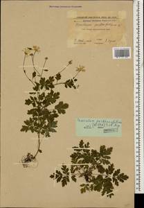 Tanacetum partheniifolium (Willd.) Sch. Bip., Caucasus, Krasnodar Krai & Adygea (K1a) (Russia)