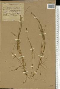 Carex chordorrhiza L.f., Eastern Europe, Eastern region (E10) (Russia)