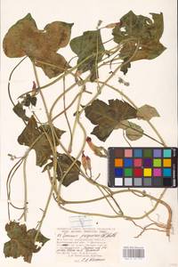 Ipomoea purpurea (L.) Roth, Eastern Europe, Lower Volga region (E9) (Russia)