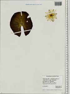 Nymphaea candida C. Presl, Eastern Europe, North-Western region (E2) (Russia)