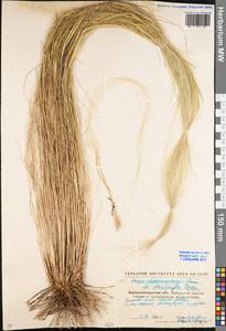 Stipa tirsa Steven, Eastern Europe, North Ukrainian region (E11) (Ukraine)