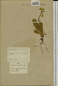 Primula elatior subsp. pallasii (Lehm.) W. W. Sm. & Forrest, Siberia, Altai & Sayany Mountains (S2) (Russia)