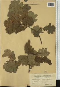 Quercus pubescens Willd. , nom. cons., Western Europe (EUR) (Hungary)