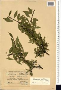 Rhamnus erythroxyloides subsp. erythroxyloides, Caucasus, Dagestan (K2) (Russia)