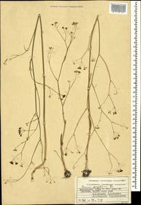 Bunium paucifolium DC., Caucasus, Azerbaijan (K6) (Azerbaijan)