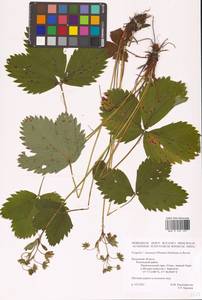 Fragaria × ananassa (Weston) Rozier, Eastern Europe, Central region (E4) (Russia)