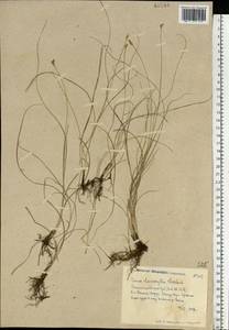 Carex stenophylla Wahlenb., Eastern Europe, Lower Volga region (E9) (Russia)