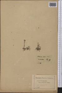Antennaria alpina (L.) Gaertn., America (AMER) (United States)
