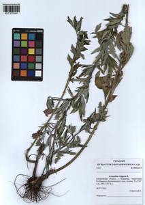 Artemisia vulgaris L., Siberia, Altai & Sayany Mountains (S2) (Russia)