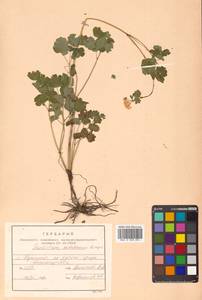 Thalictrum sachalinense Lecoy., Siberia, Russian Far East (S6) (Russia)