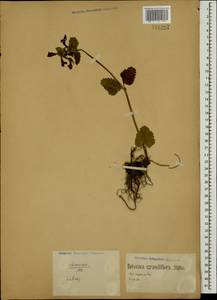 Betonica macrantha K.Koch, Caucasus, Stavropol Krai, Karachay-Cherkessia & Kabardino-Balkaria (K1b) (Russia)