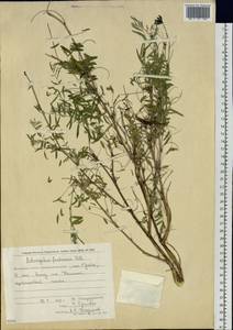 Astragalus syriacus L., Siberia, Chukotka & Kamchatka (S7) (Russia)