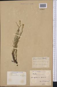 Dianthus campestris M. Bieb., Middle Asia, Northern & Central Kazakhstan (M10) (Kazakhstan)