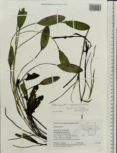 Potamogeton × sparganiifolius Laest. ex Fr., Eastern Europe, Central region (E4) (Russia)