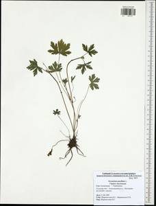 Geranium pusillum L., Eastern Europe, Central region (E4) (Russia)