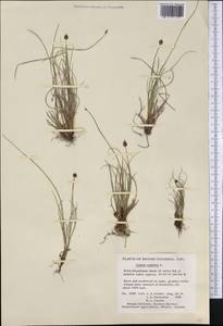 Carex capitata Sol., America (AMER) (Canada)