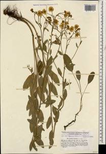 Tanacetum balsamitoides Sch. Bip., Caucasus, Georgia (K4) (Georgia)