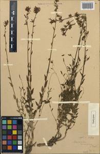 Asyneuma argutum subsp. argutum, Middle Asia, Western Tian Shan & Karatau (M3) (Uzbekistan)