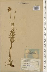 Lomelosia caucasica (M. Bieb.) Greuter & Burdet, Caucasus (no precise locality) (K0)